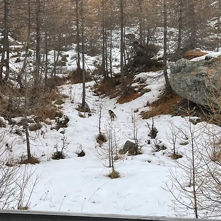 La Casa Sul Bosco דירה